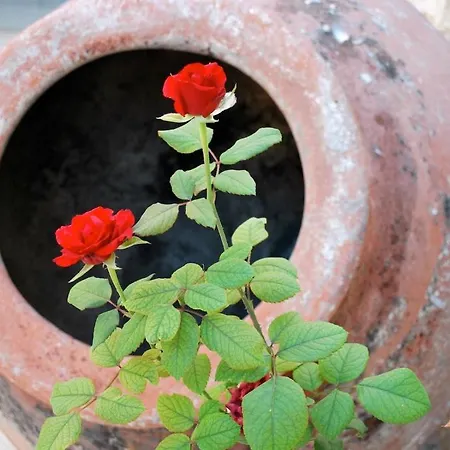 Hotel Rustic Retreat *